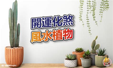 陽台擋煞植物玉麒麟|【風水特輯】化煞開運就靠它們！玄關、客廳、廚房、。